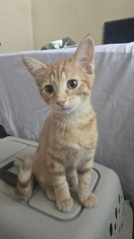 A baby small-sized male Orange & White Domestic Short Hair cat named Nacho for adoption in Dallas, TX