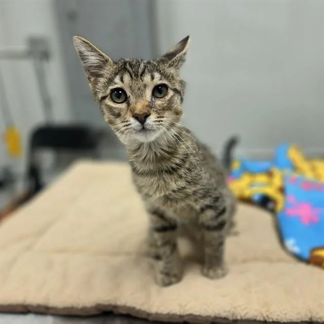A baby small-sized male Domestic Short Hair cat named Chip for adoption in Ontario, CA