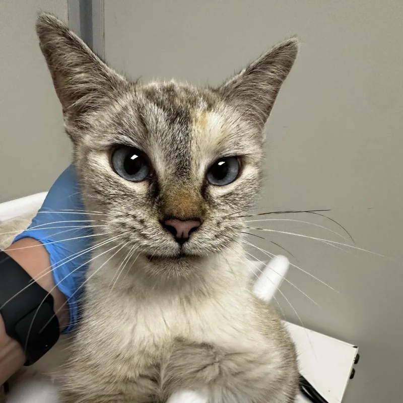 A senior medium-sized female Siamese cat named Roz for adoption in Concord, NC