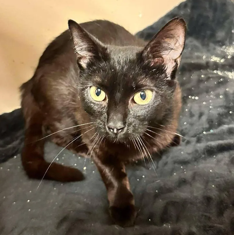 A young medium-sized female Black Domestic Short Hair cat named Sheba for adoption in East Lansing, MI