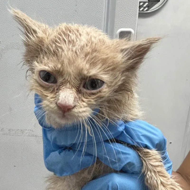 A baby small-sized male White Domestic Short Hair cat named King Ramses for adoption in Newark, NJ