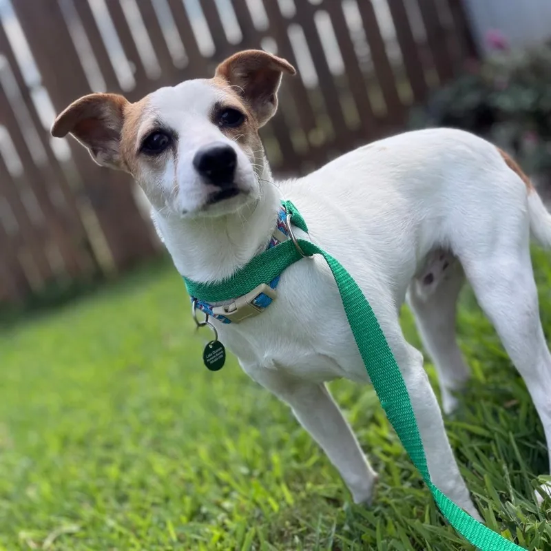 An adult small-sized male Yellow / Tan / Blond / Fawn Jack Russell Terrier dog named Javier for adoption in Greensboro, GA