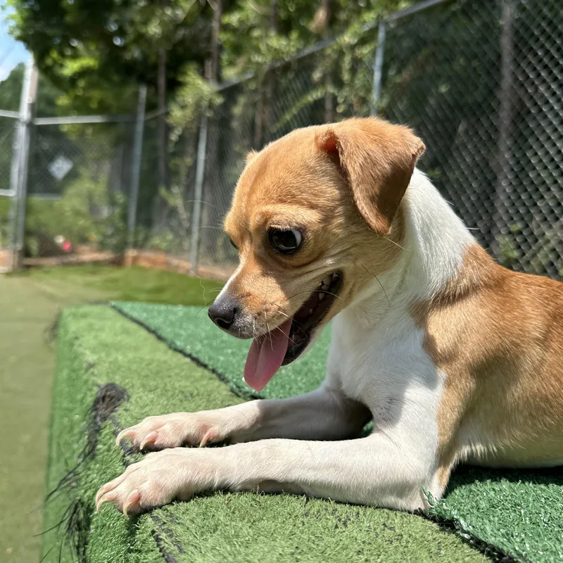 An adult small-sized female Golden Chihuahua dog named Pinto for adoption in Charlotte, NC