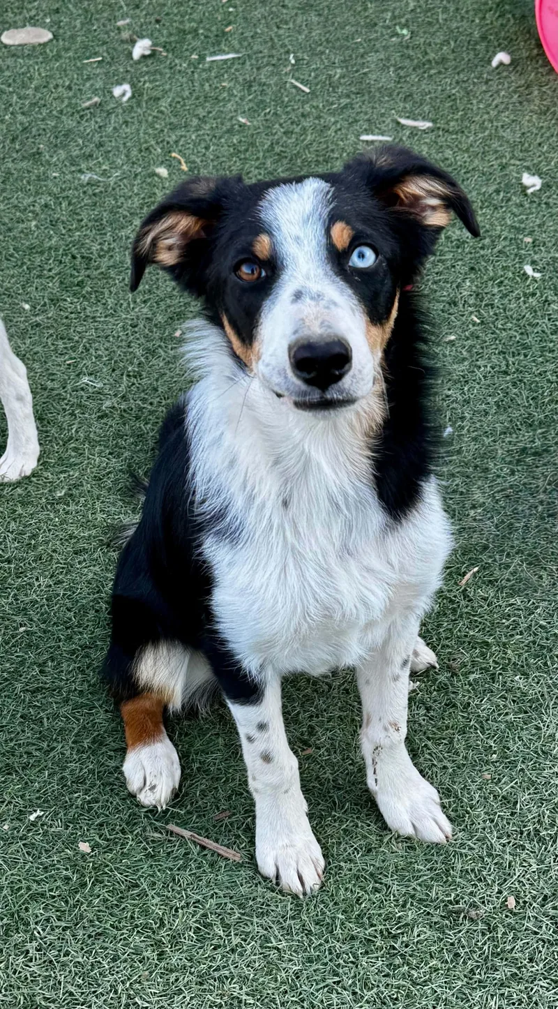 A baby medium-sized male Tricolor (Brown, Black, & White) Border Collie dog named Jasper for adoption in Bend, OR