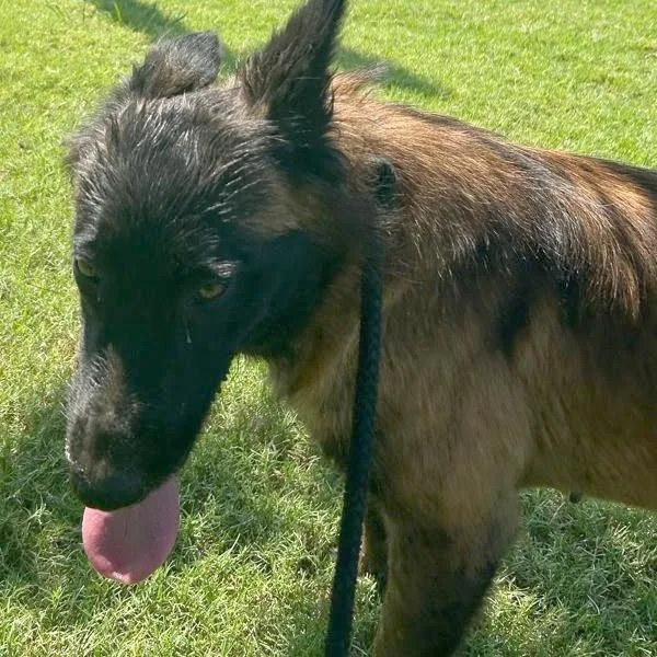An adult medium-sized female Brindle Mixed Breed dog named Oscar for adoption in Memphis, TN