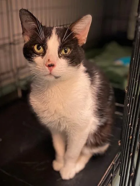 An adult medium-sized male Black & White / Tuxedo Domestic Short Hair cat named Ricardo for adoption in Duxbury, MA
