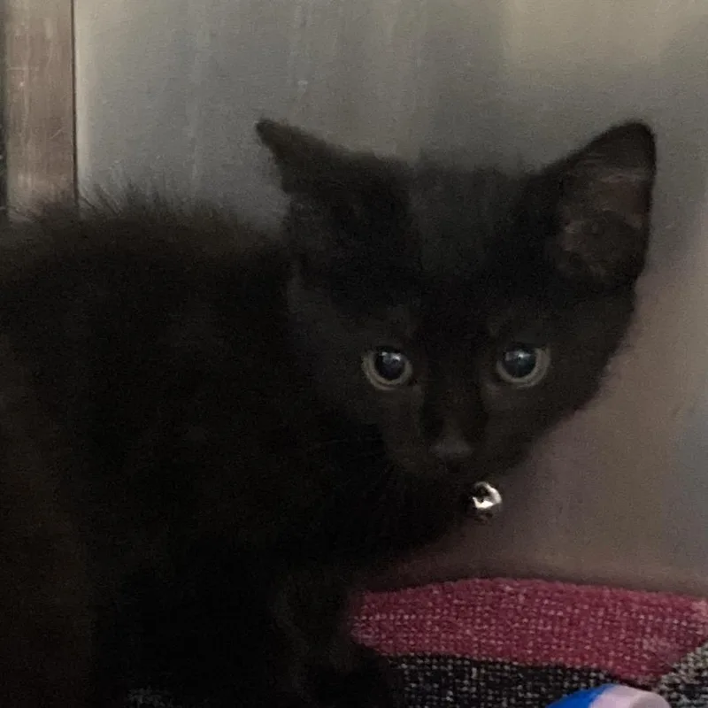 A baby small-sized male Black Domestic Medium Hair cat named Pip Squeak for adoption in Galveston, TX