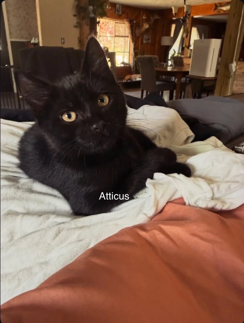 A young small-sized male Black Domestic Short Hair cat named Atticus for adoption in Topsham, ME
