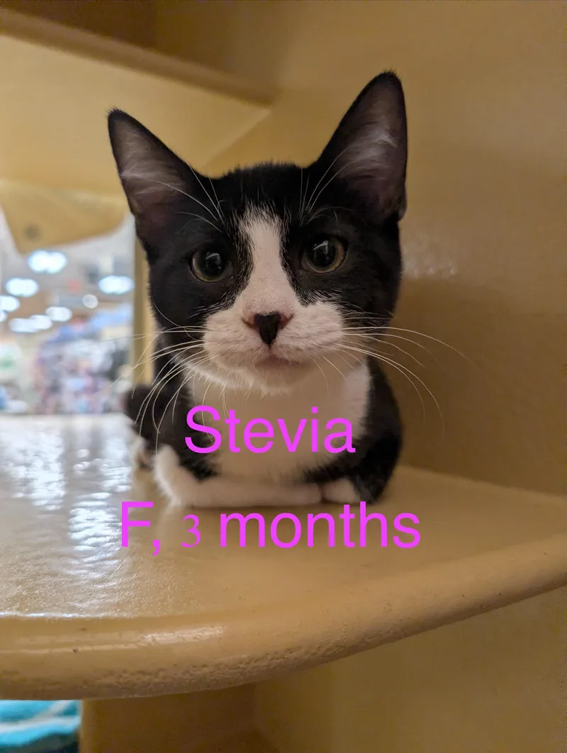 A young medium-sized female Black & White / Tuxedo Tuxedo cat named Stevia for adoption in Tucson, AZ