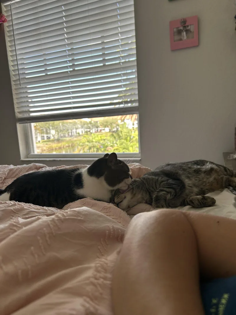 Bonded Pair: Pooky & thumbnail 2