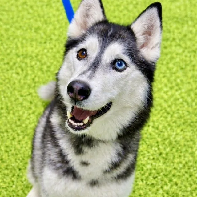 An adult medium-sized female White / Cream Husky dog named Nikkita for adoption in Battle Creek, MI