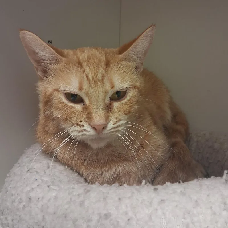 An adult medium-sized female Orange / Red Domestic Short Hair cat named Clementine for adoption in Dayton, OH