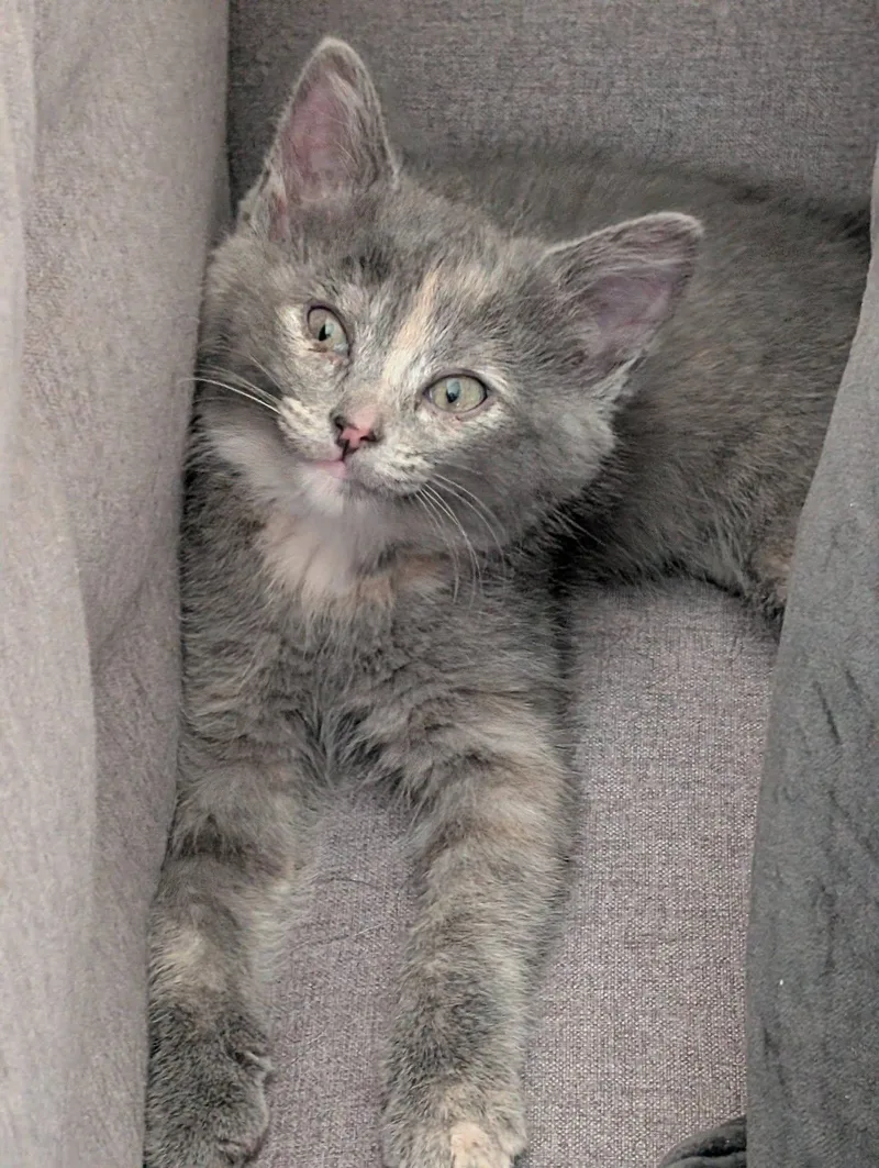 Buffalo Trace thumbnail 2