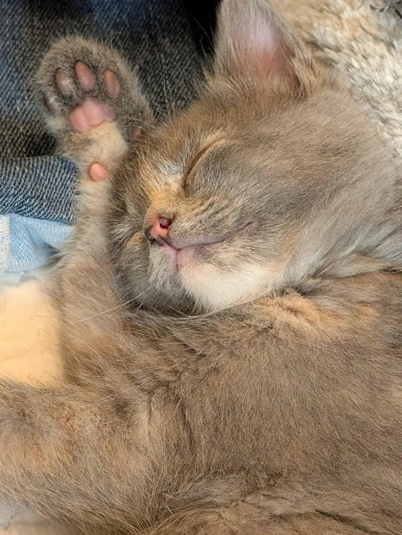 Buffalo Trace thumbnail 3