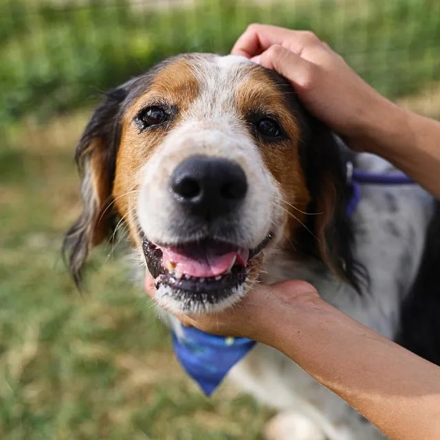 An adult large-sized male Cocker Spaniel dog named Rupert for adoption in San Antonio, TX