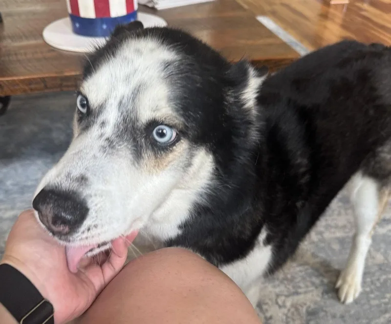 An adult large-sized male Husky dog named Samson SCAS for adoption in Rockaway, NJ