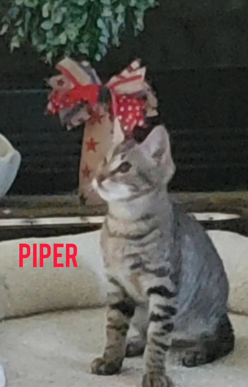 Piper thumbnail 2