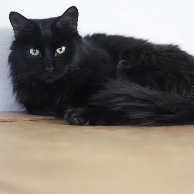 An adult small-sized male Black Domestic Short Hair cat named Shielo for adoption in Falls Church, VA