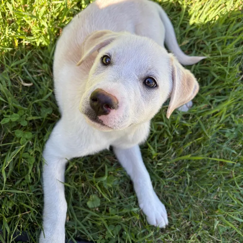 A baby small-sized male White / Cream Labrador Retriever dog named Feta for adoption in Ferndale, MI