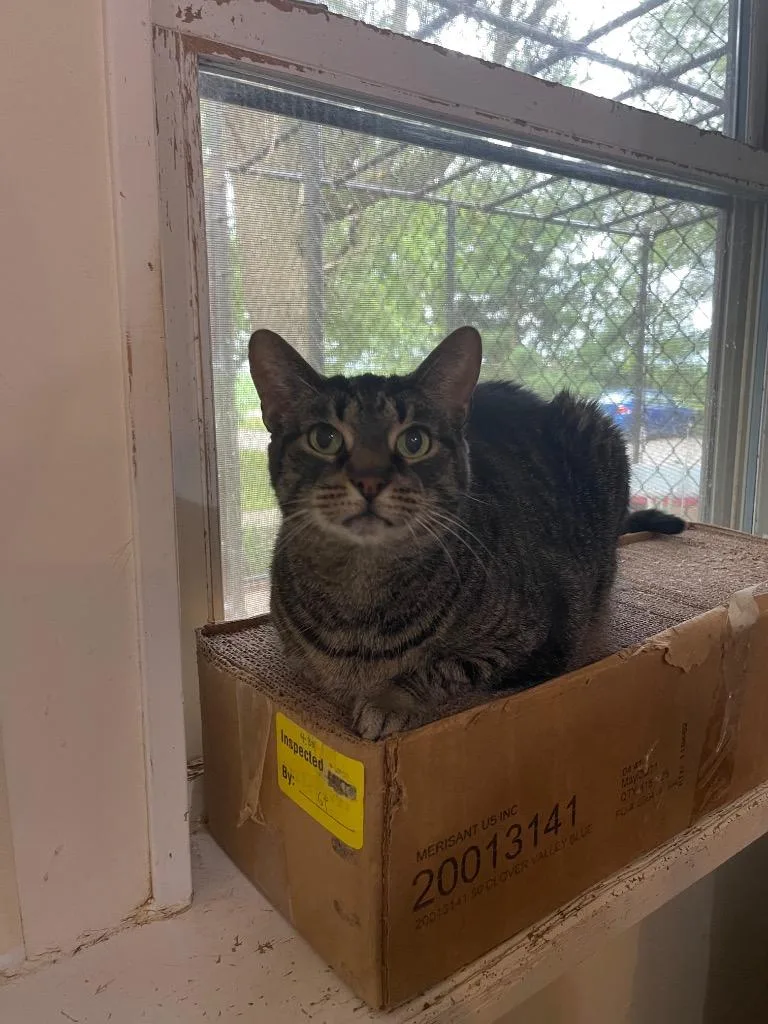 Sugar Sugar thumbnail 2