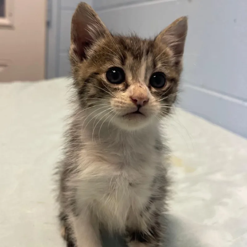 A baby small-sized female Gray / Blue / Silver Domestic Short Hair cat named Dewey for adoption in Valley, AL