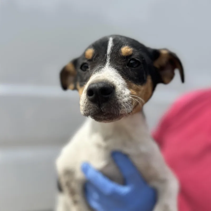 A baby small-sized male Tricolor (Brown, Black, & White) Terrier dog named Marsh for adoption in Columbia, SC