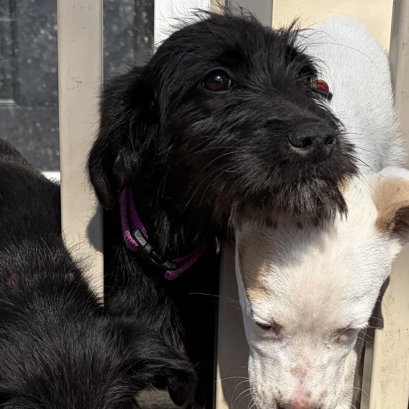 A baby medium-sized male Black Schnauzer dog named Sirius for adoption in West Grove, PA