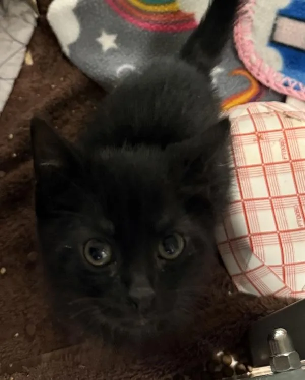 A baby small-sized female Domestic Short Hair cat named Clover for adoption in Oakland, CA