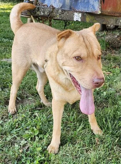An adult medium-sized male Shar-Pei dog named Bugsy for adoption in New Albany, IN