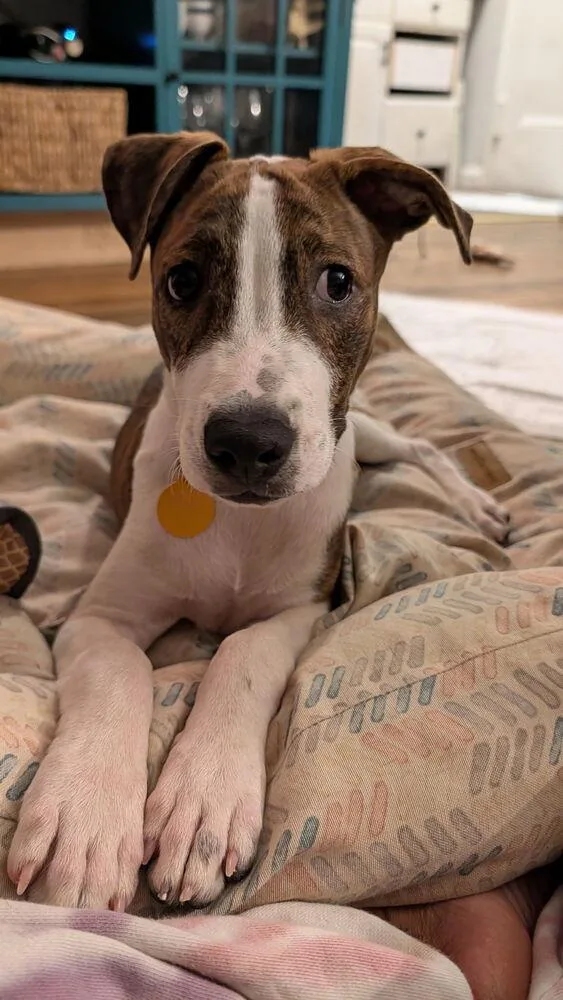 A baby medium-sized male Boxer dog named Charlie for adoption in Manhattan, NY
