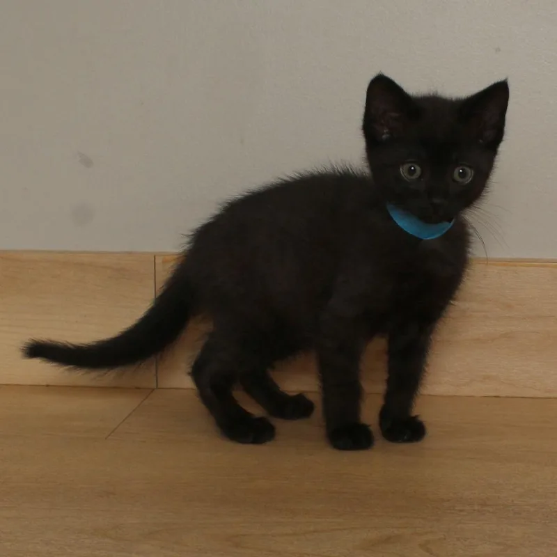 A baby small-sized male Black Domestic Short Hair cat named Rex C for adoption in Minnetonka, MN