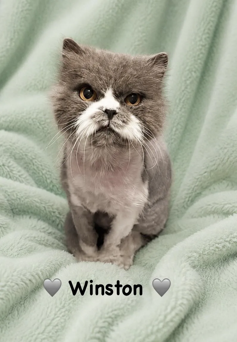 Winston thumbnail 2