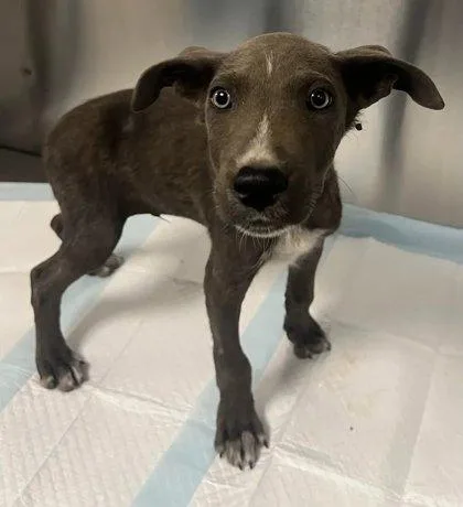 A baby small-sized male Shepherd dog named Wyll for adoption in Fresno, CA