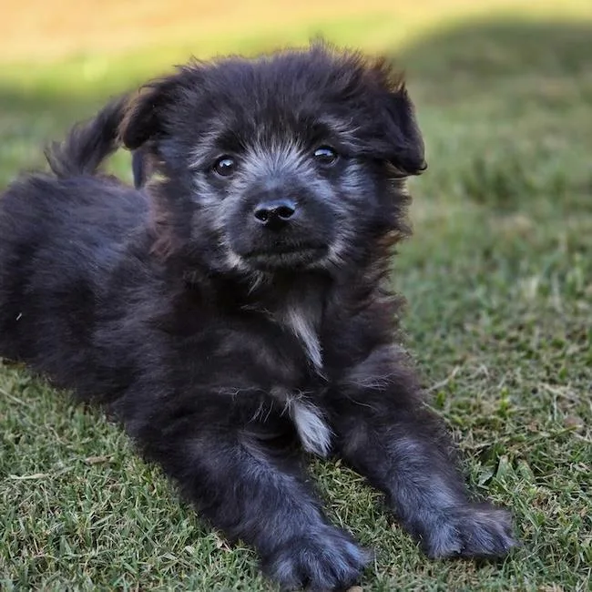 A baby small-sized male Maltese dog named Crackle for adoption in San Diego, CA