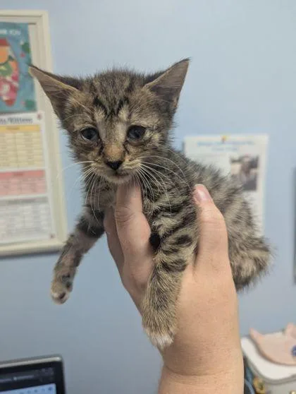 A young small-sized female Domestic Short Hair cat named Crybaby for adoption in Chamblee, GA