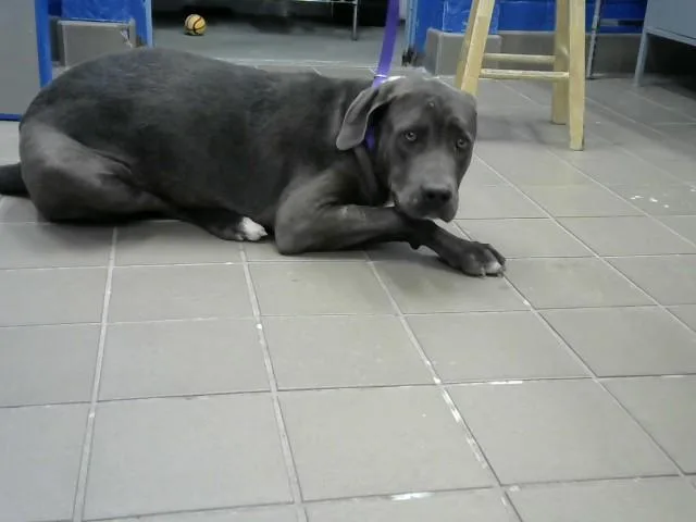 A young large-sized male Pit Bull Terrier dog named Scoody for adoption in Albuquerque, NM