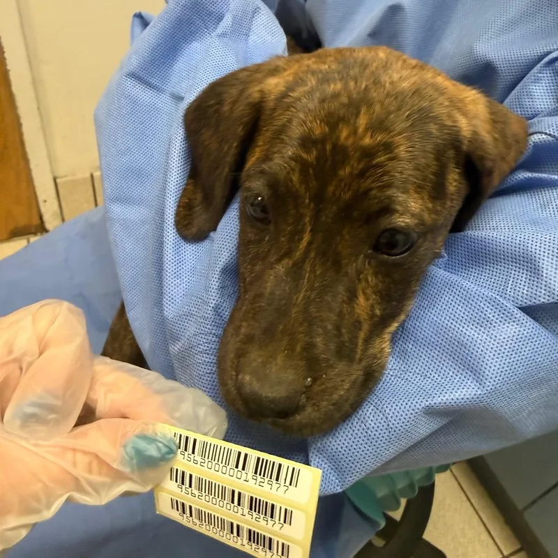 A baby small-sized male Brindle Mixed Breed dog named Mosaic for adoption in Springboro, OH