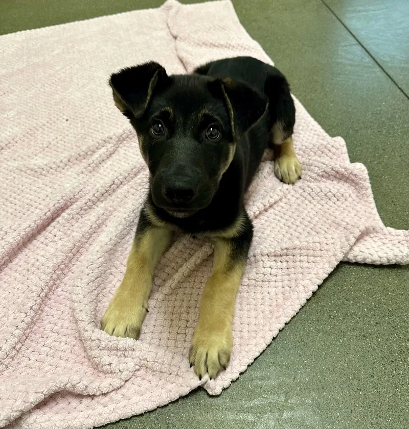 A baby large-sized male German Shepherd Dog dog named Flash the Puppy! for adoption in Burlingame, CA