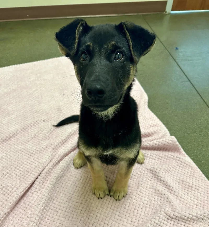 Flash the Puppy! thumbnail 2