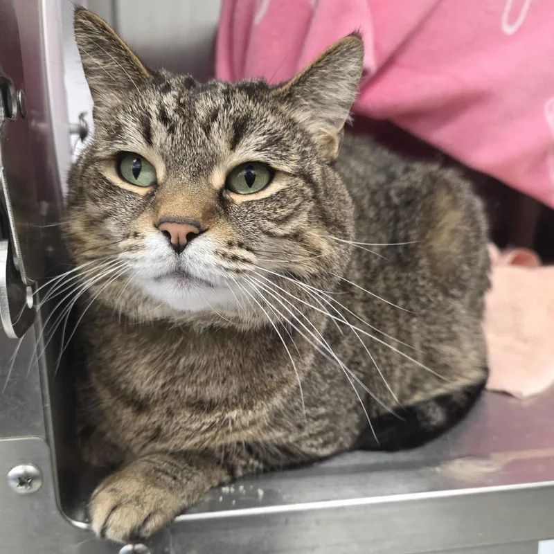 An adult large-sized female Domestic Short Hair cat named Valdez for adoption in Fort Wayne, IN