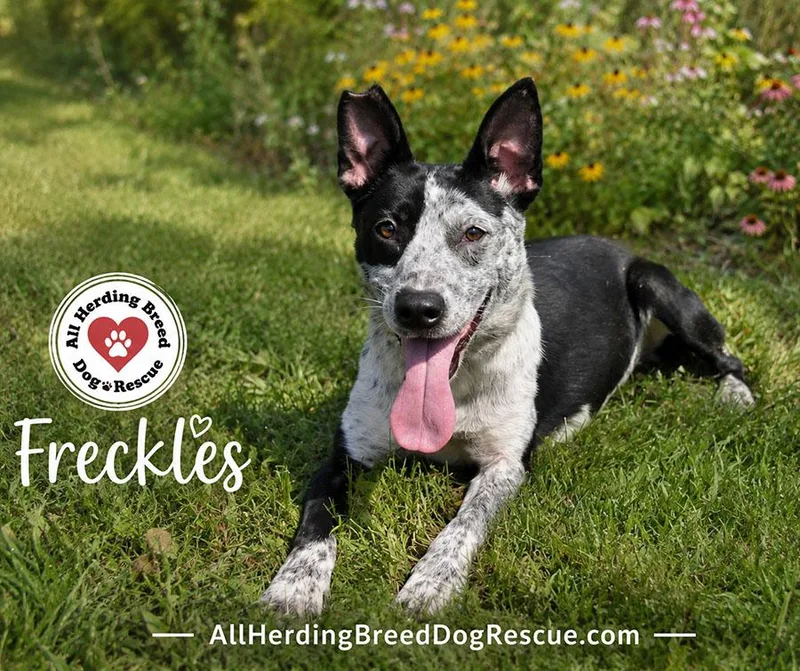 A young medium-sized female Cattle Dog dog named Freckles for adoption in Joliet, IL