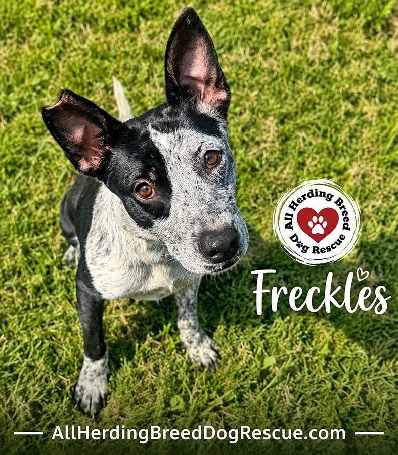 Freckles thumbnail 2