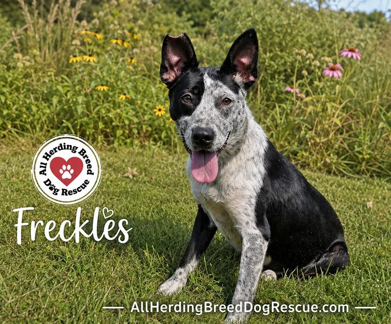 Freckles thumbnail 4