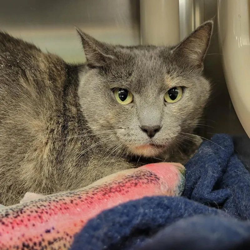 Honeycrisp thumbnail 2