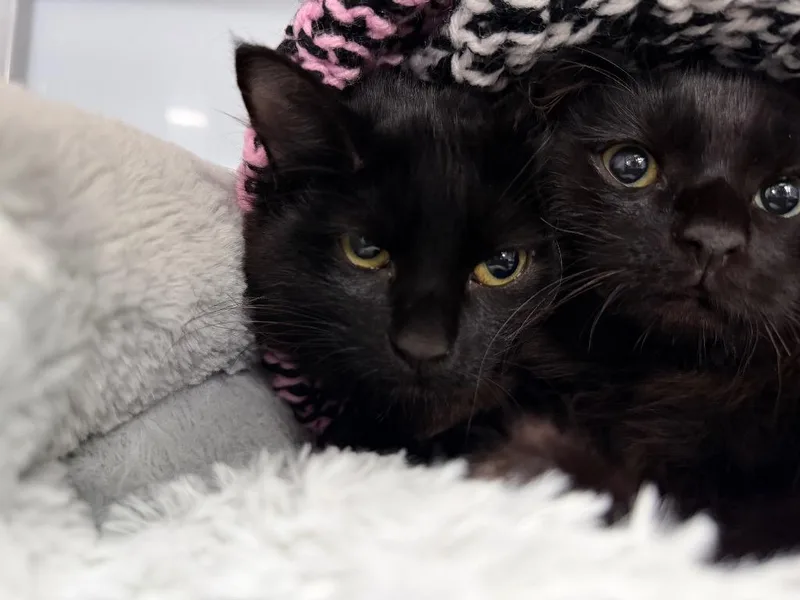 A baby medium-sized male Domestic Medium Hair cat named Vesper for adoption in Raleigh, NC
