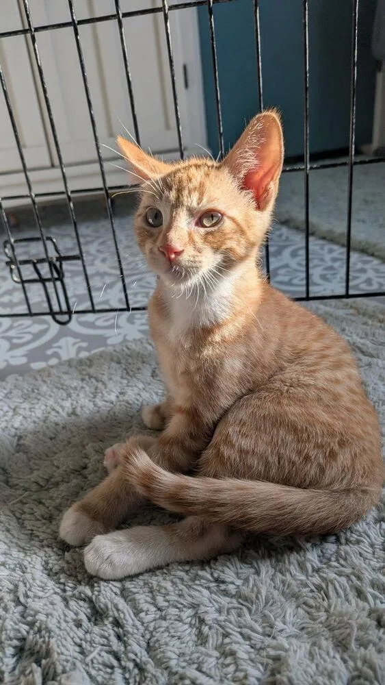 A baby small-sized male Tabby (Orange / Red) Domestic Short Hair cat named Danny for adoption in Bellevue, NE