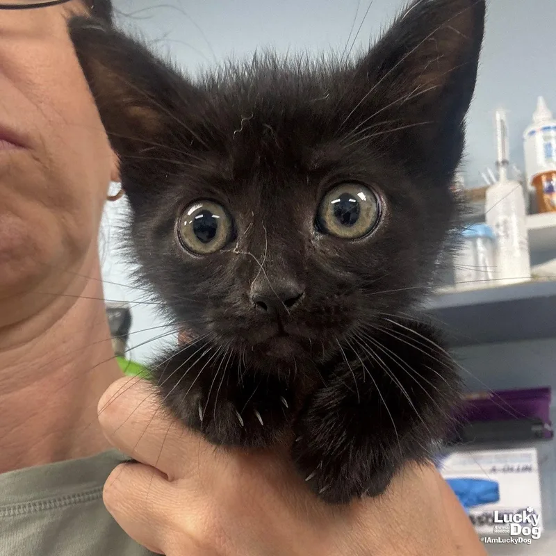 A baby medium-sized male Black Domestic Short Hair cat named Mars for adoption in Washington, DC