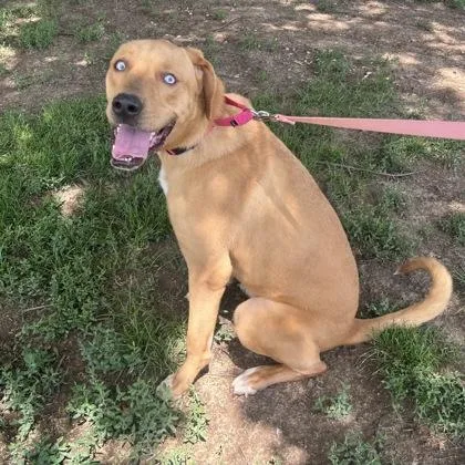 An adult large-sized female Labrador Retriever dog named Vanelope for adoption in Merriam, KS