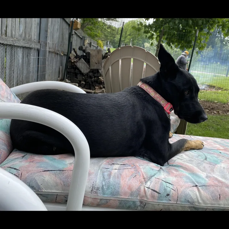 Holly thumbnail 6