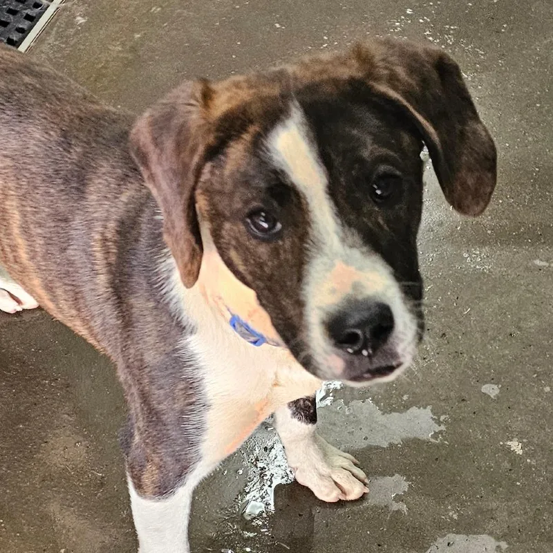 A young medium-sized male Brown / Chocolate Pit Bull Terrier dog named Kimbo for adoption in Grinnell, IA